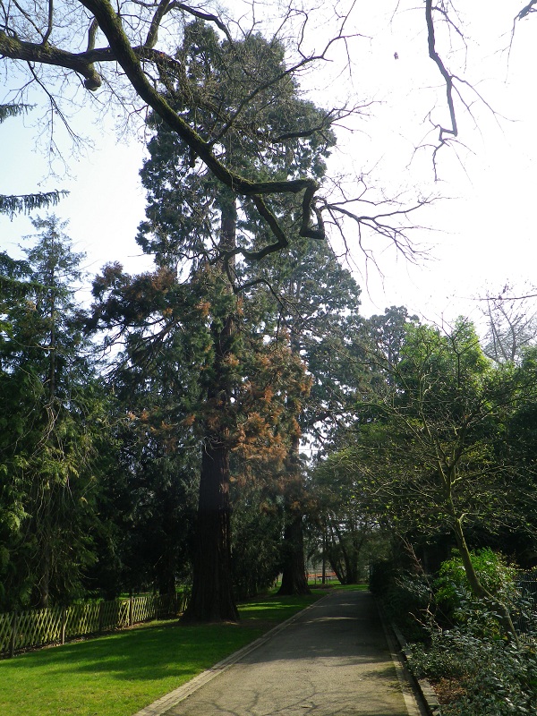Séquoias géants à l'arboretum d'Angers